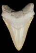 Serrated, Yellow Megalodon Tooth - Bone Valley, Florida #48672-1